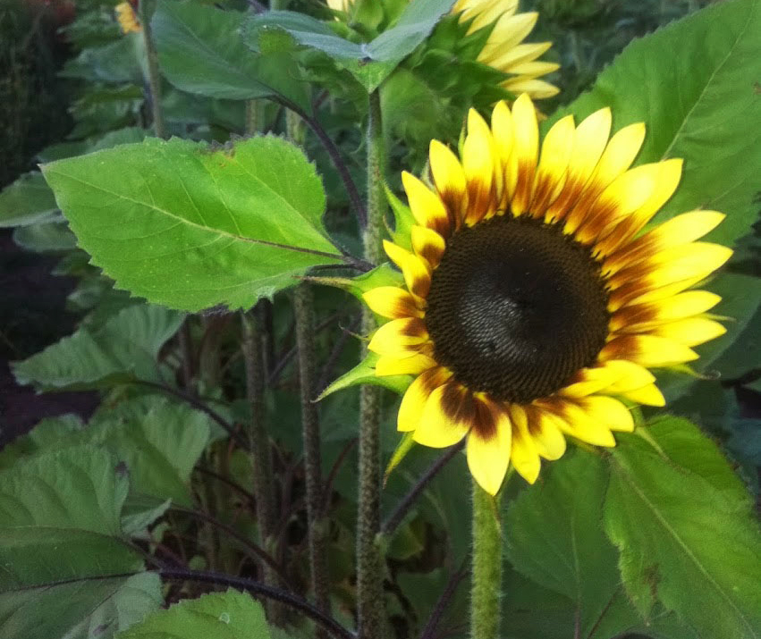 SunflowersGarden.jpg
